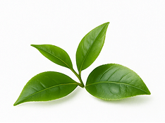 Green Tea (Camellia sinensis)